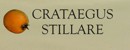 CRATEGUS
