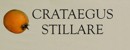 CRATEGUS
