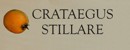 CRATEGUS